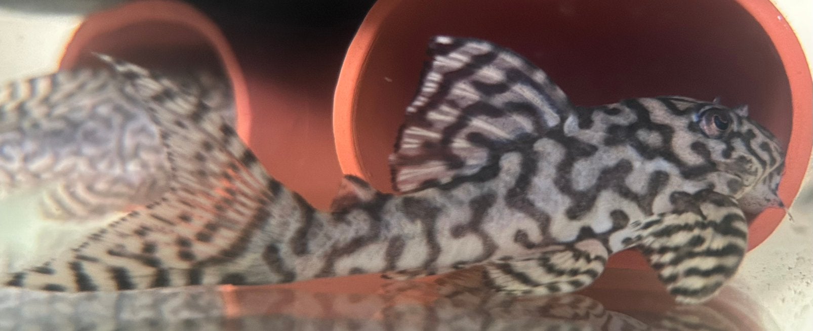 Hypancistrus sp. Seideli L236 | Volwassen Man, Vis