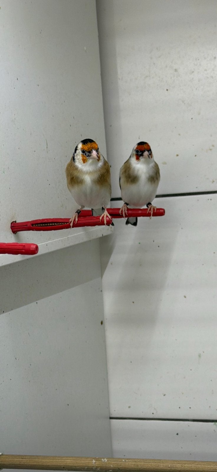 Parva putters, Dieren en Toebehoren, Meerdere dieren, Wildzangvogel, Geringd