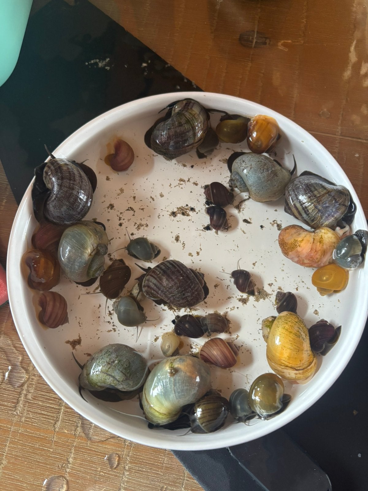 Appelslakken diverse kleuren, Vis