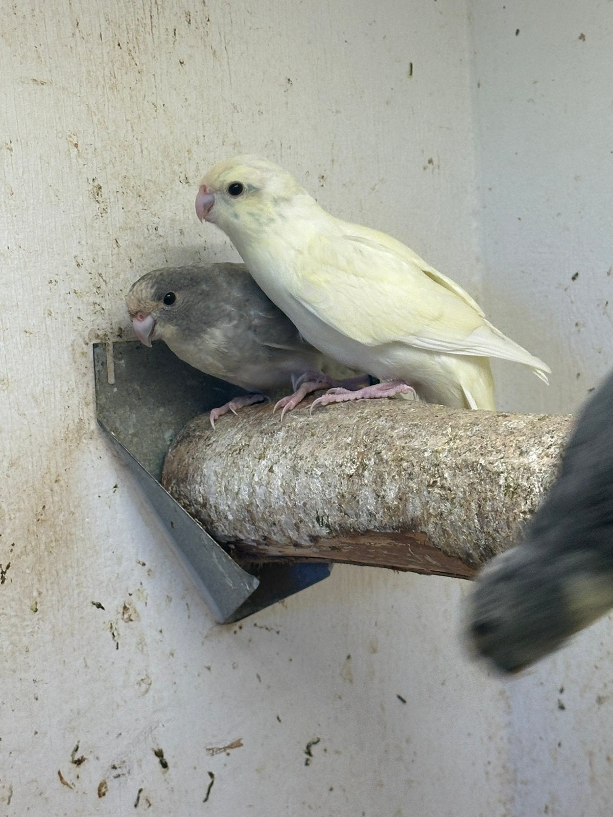Laatste 2 jonge Kakariki parkiet poppen zoeken huisje, Dieren en Toebehoren, Vogels | Parkieten en Papegaaien, Vrouwelijk, Parkiet