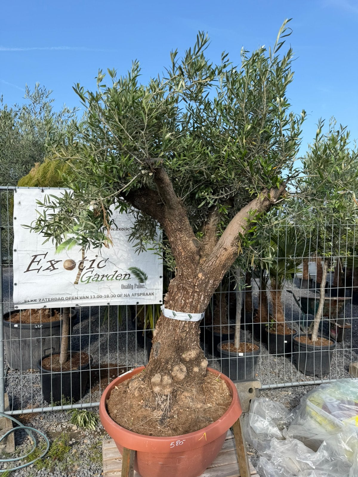 Olijfboom met dikke verouderde stam, Tuin en Terras, Bloeit niet, 100 tot 250 cm, Olijfboom, Ophalen