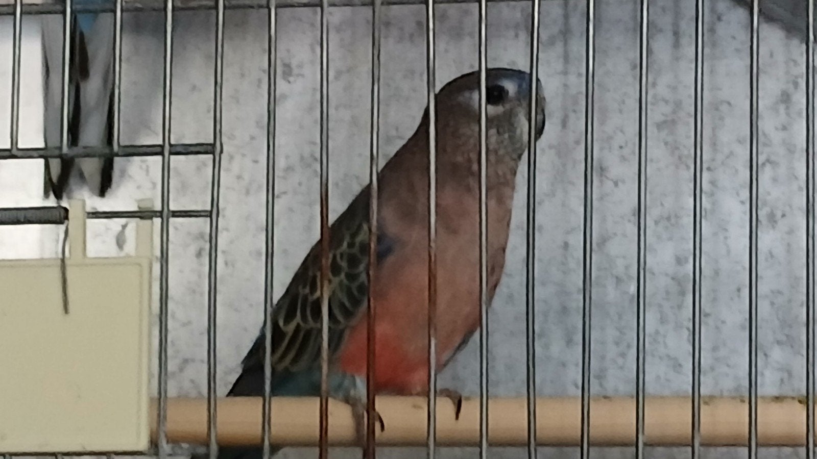 bourke parkieten, Dieren en Toebehoren, Meerdere dieren, Parkiet