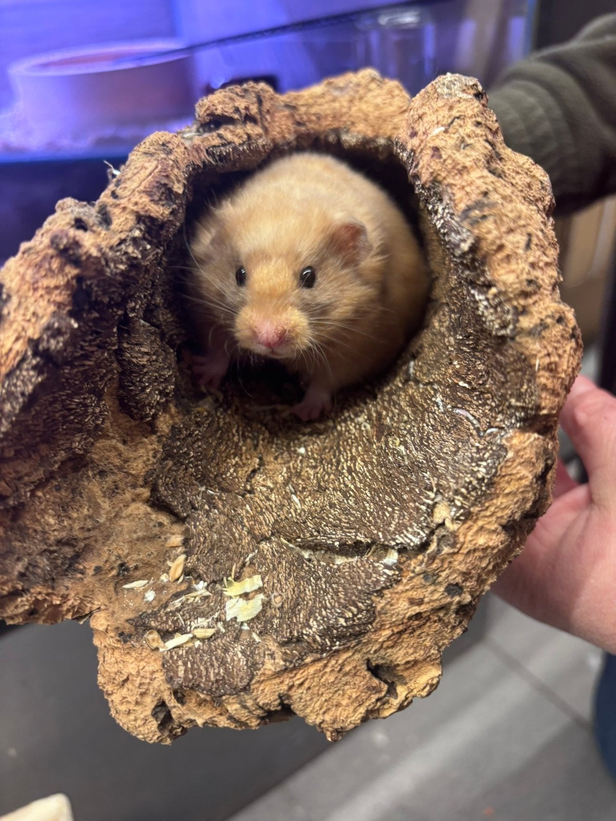 Hamster met kooi, 0 tot 2 jaar