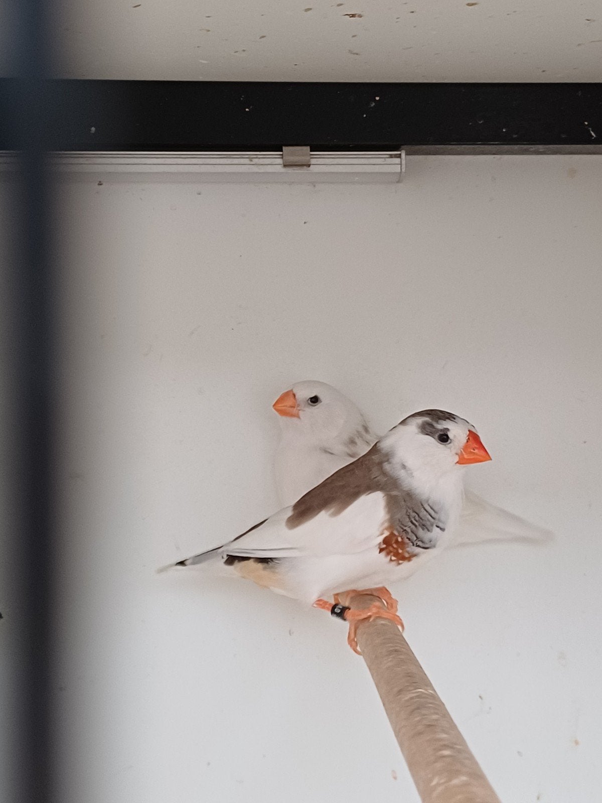 bonte zebravinken, Dieren en Toebehoren, Vogels | Overige Vogels, Meerdere dieren
