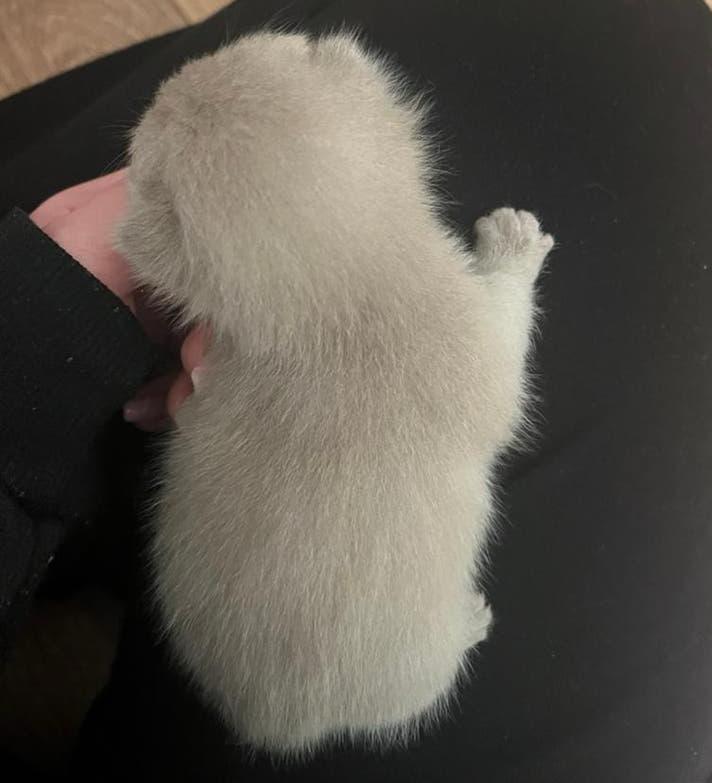 Britse korthaar kittens, Dieren en Toebehoren, Katten en Kittens | Raskatten | Korthaar, Meerdere dieren, Ontwormd, 0 tot 2 jaar