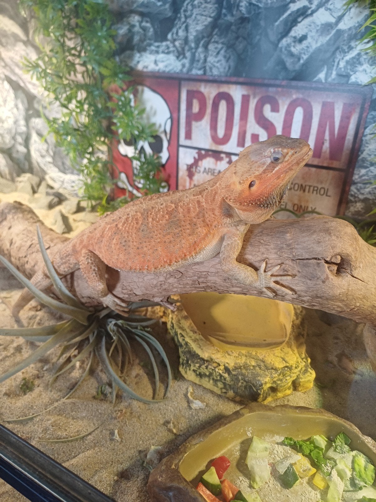 Baardagaam inclusief terrarium en toebehoren, Hagedis, Met terrarium, 0 tot 2 jaar