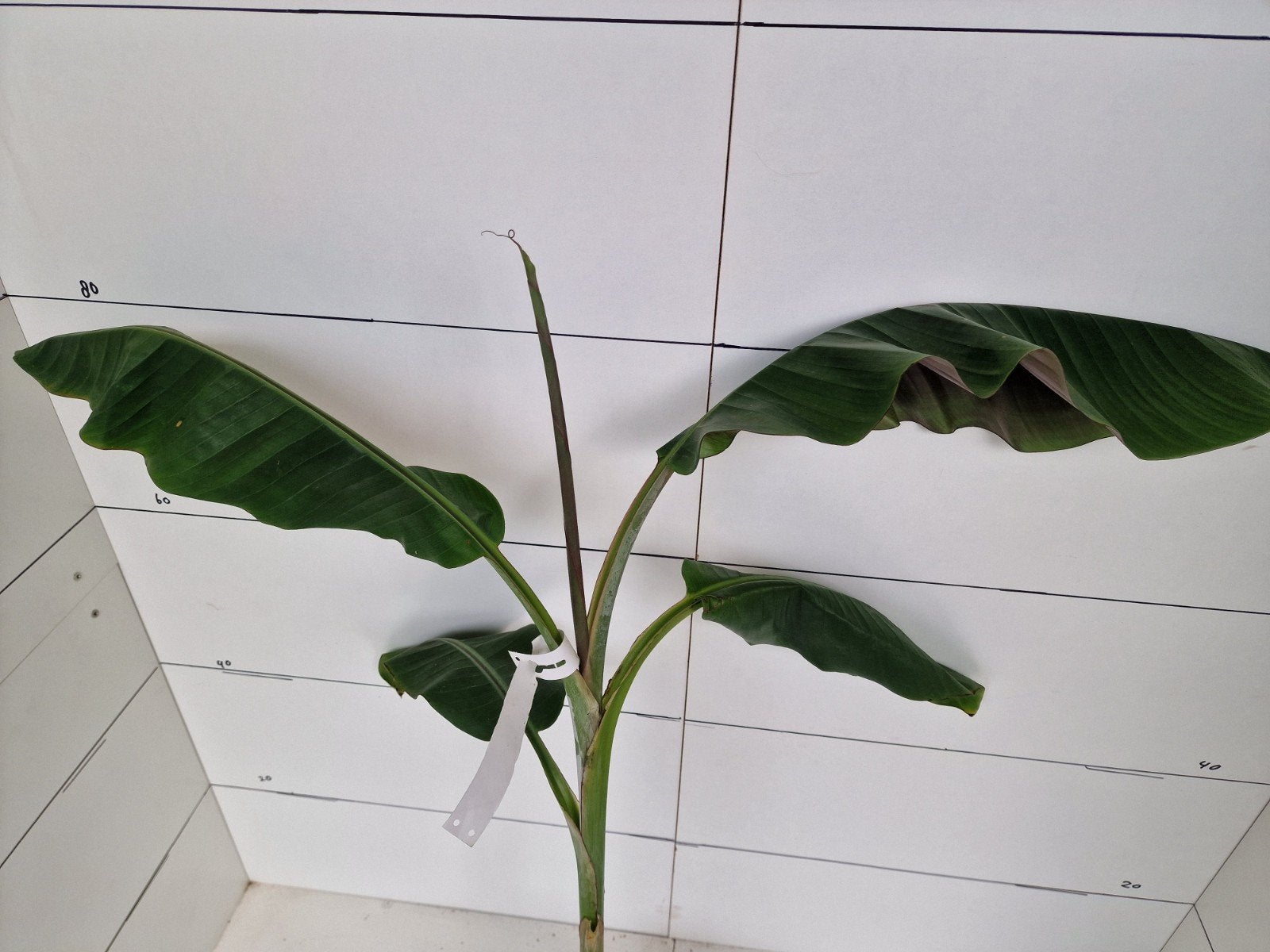 Musa helens hybrid, Tuin en Terras, Ophalen, Bloeit niet, Overige soorten, Volle zon