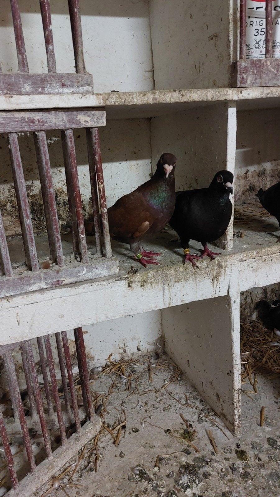 Koppel postduiven geringd, Dieren en Toebehoren, Meerdere dieren, Postduif
