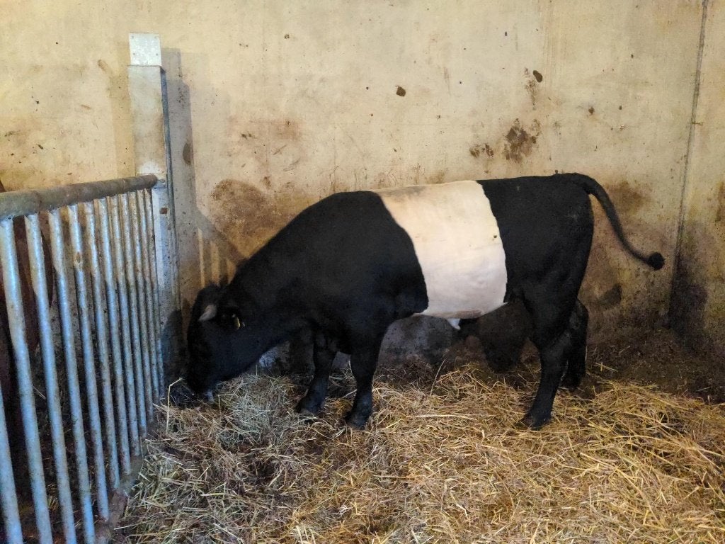 lakervelder dekstieren €.1.400,-, Dieren en Toebehoren, Runderen, Mannelijk, 0 tot 2 jaar