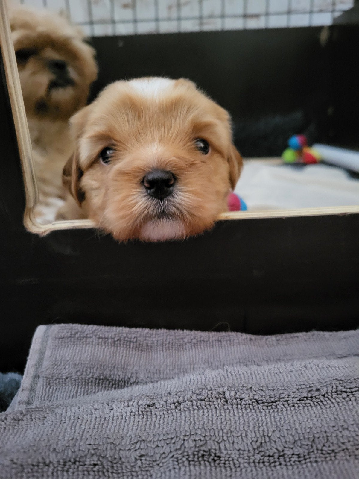 Schattige Shihpoo pup "Juulke" zoekt een liefdevol thuis!, 8 tot 15 weken, Eén hond, Nederland, Fokker | Hobbymatig