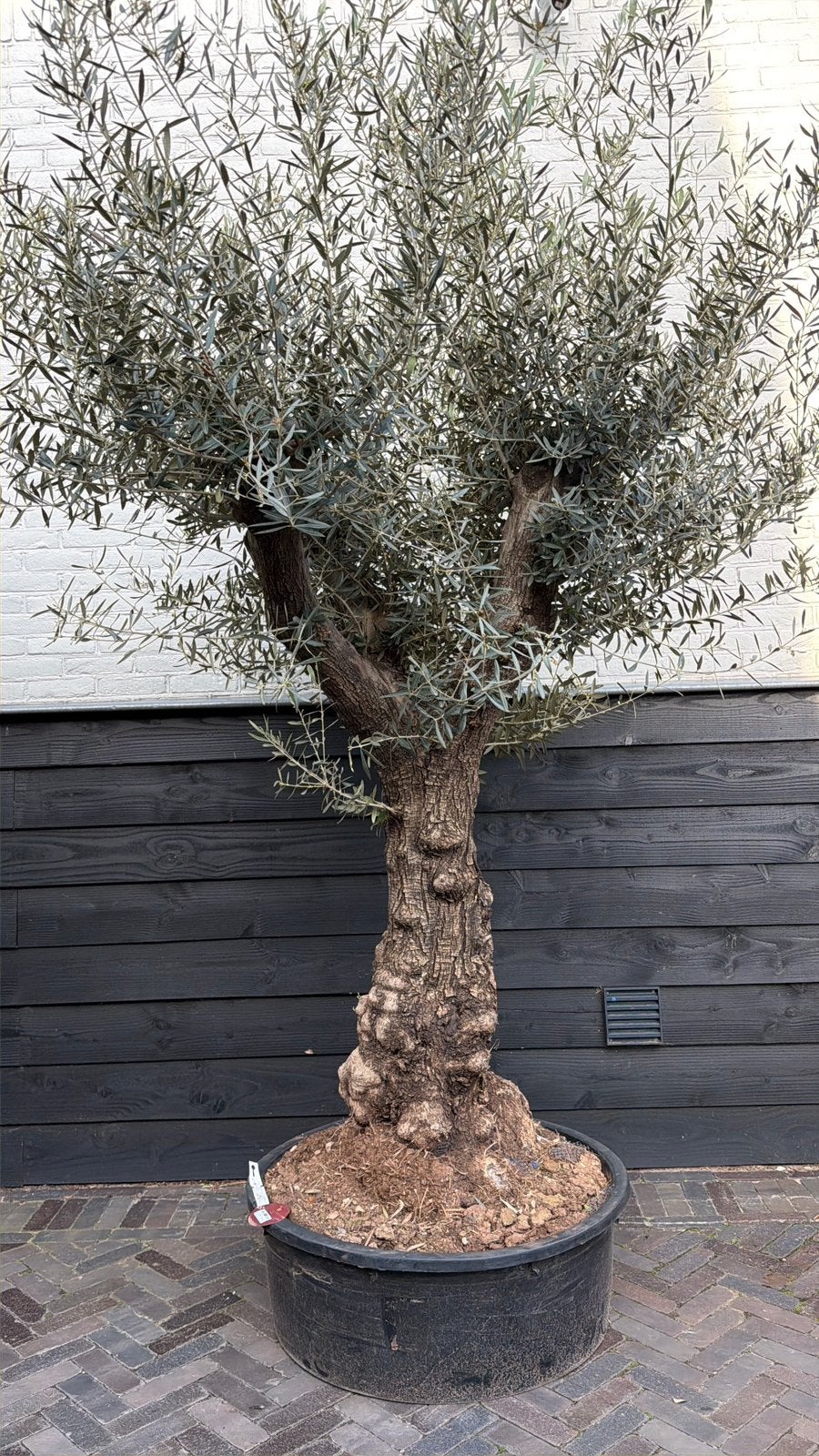 Mooie old skin olea europeae olijfboom, Tuin en Terras, Planten | Bomen, 100 tot 250 cm, Olijfboom, Zomer, Ophalen