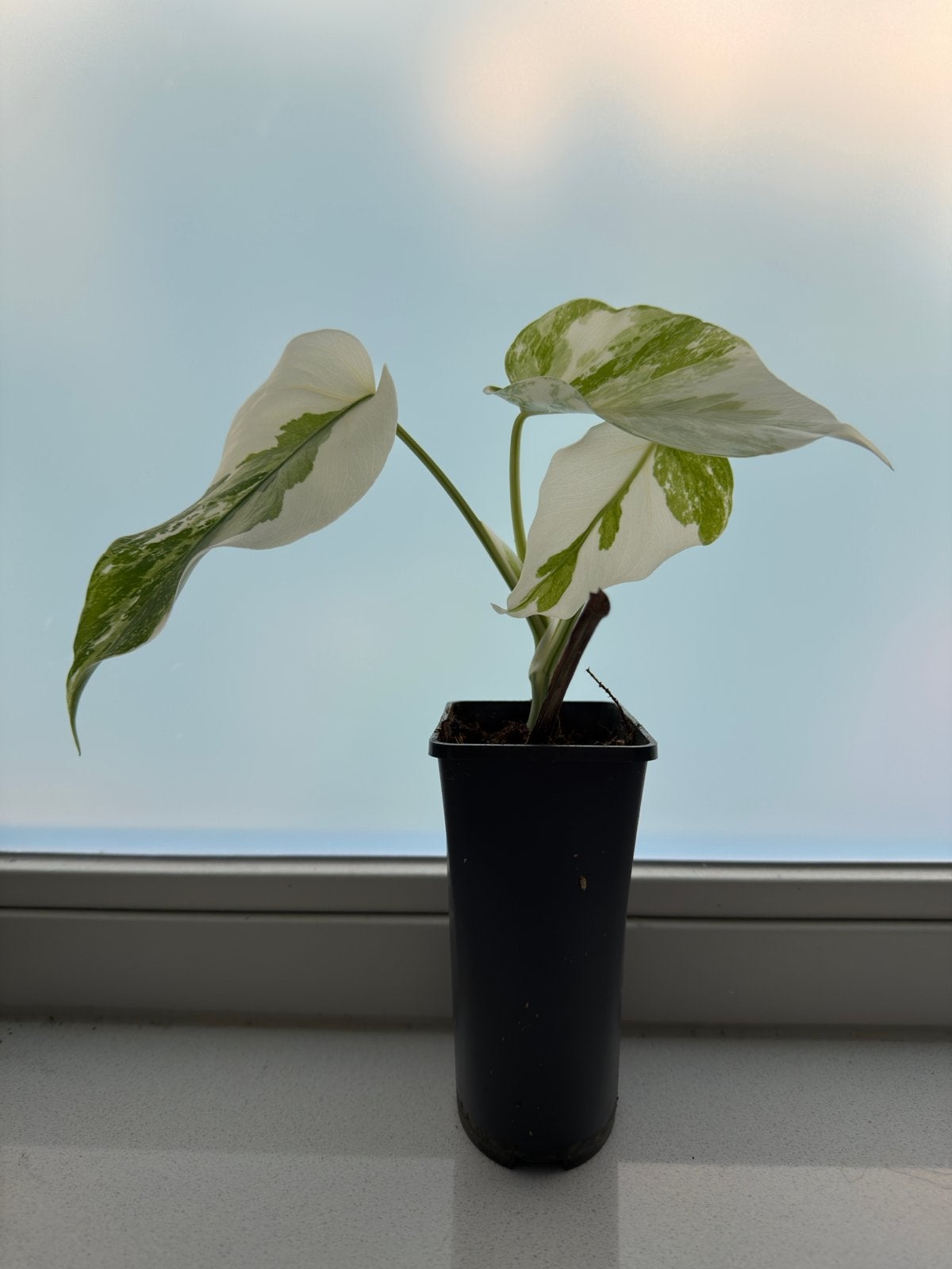 Monstera Variegata grote gewortelde stek, Huis en Inrichting, Kamerplanten, Ophalen, Overige soorten, Halfschaduw, In pot