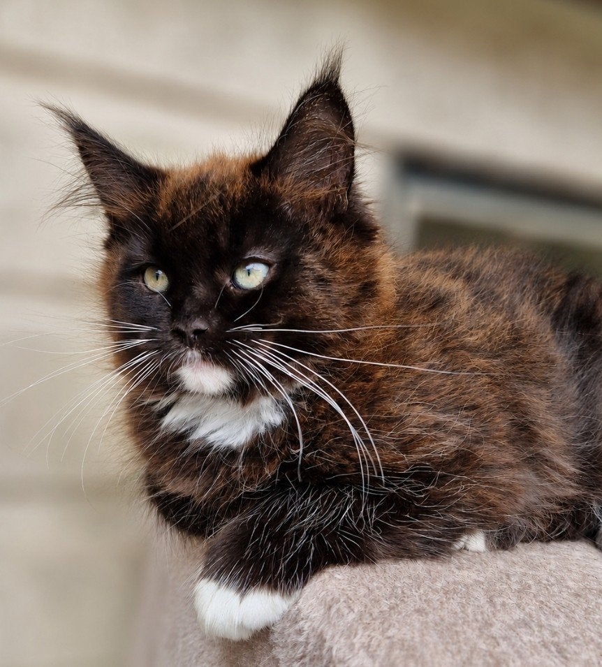 Maine Coon kitten poesje,13week oud. Mag verhuizen, Dieren en Toebehoren, Meerdere dieren, Ontwormd, 0 tot 2 jaar