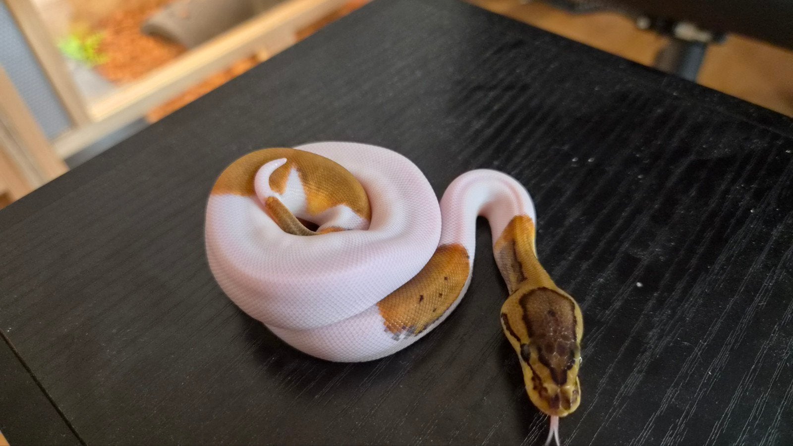 0.1 pinstripe piebald 2026, Dieren en Toebehoren, Reptielen en Amfibieën, Slang, Tam, 0 tot 2 jaar