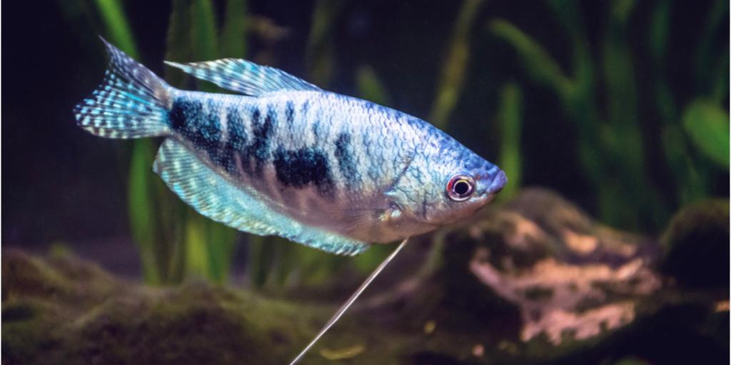 Blauwe goerami, Vis, Zoetwatervis