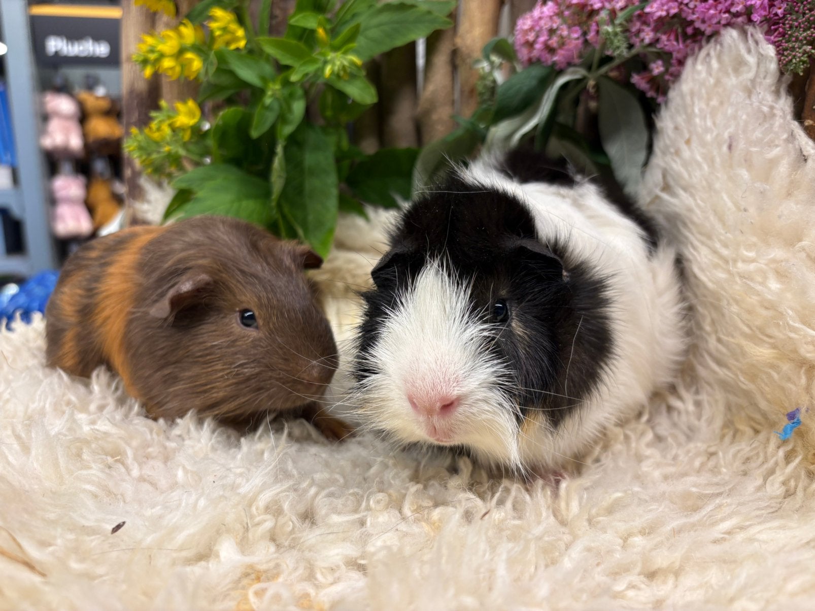 Super knap cavia koppel ( met zorg gematcht), Dieren en Toebehoren, Cavia, April, Mannelijk, Tam