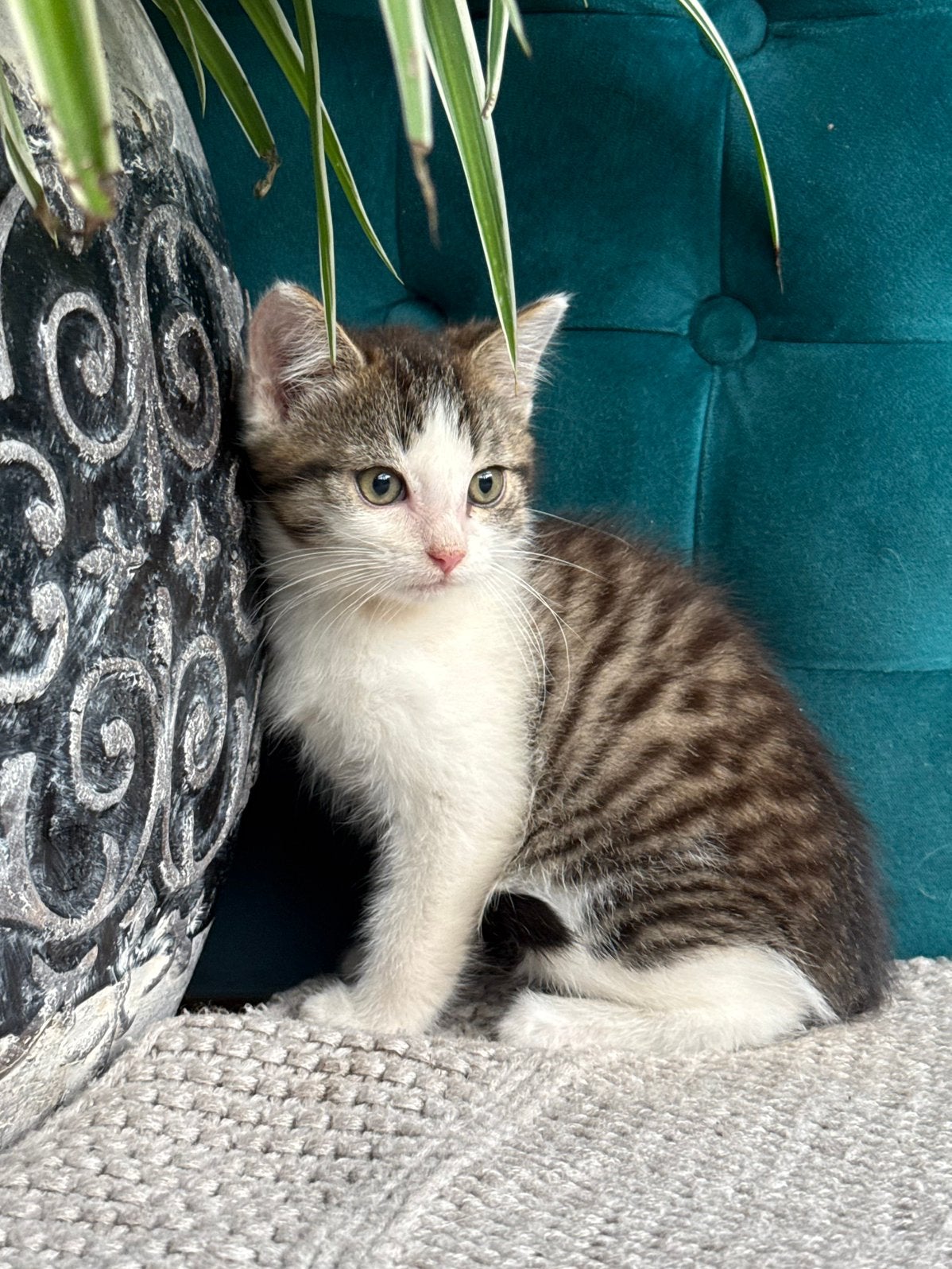 Knappe kittens, Meerdere dieren