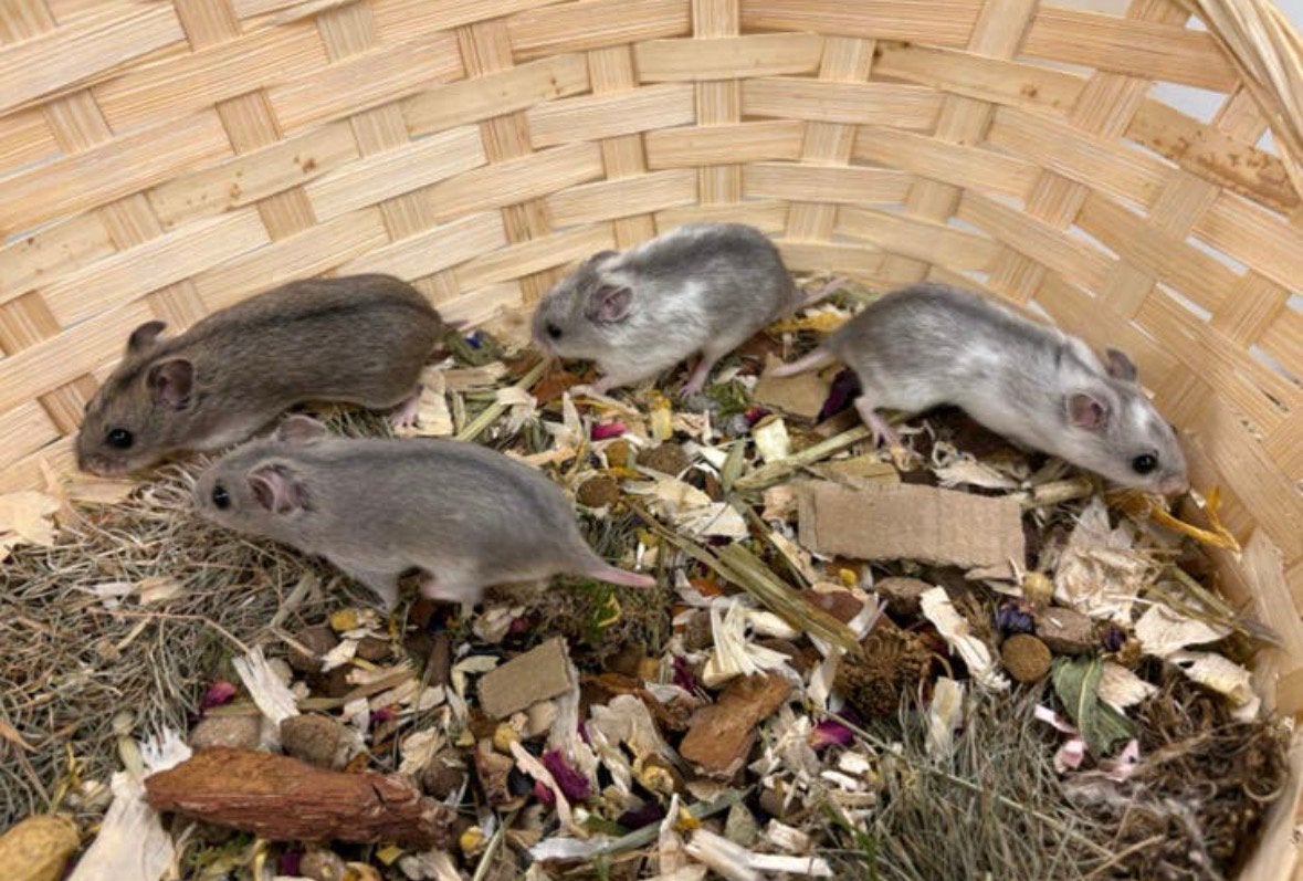 Jonge lieve CHINESE DWERGHAMSTERS ( direct van de fokker), Dieren en Toebehoren, Knaagdieren, Hamster, Vrouwelijk, Mei, Tam