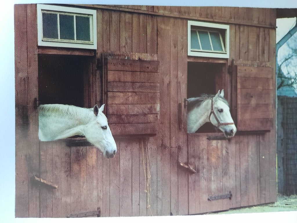 ansichtkaart kaart paard veulen, Ophalen, 1980 tot heden, Ongelopen, Paard