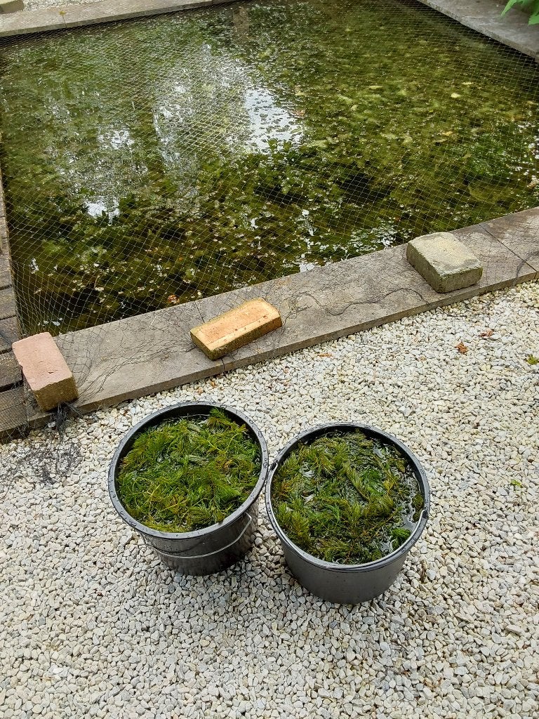 Zuurstofplanten hoornblad of waterpest, Tuin en Terras, Vijvers, Ophalen of Verzenden