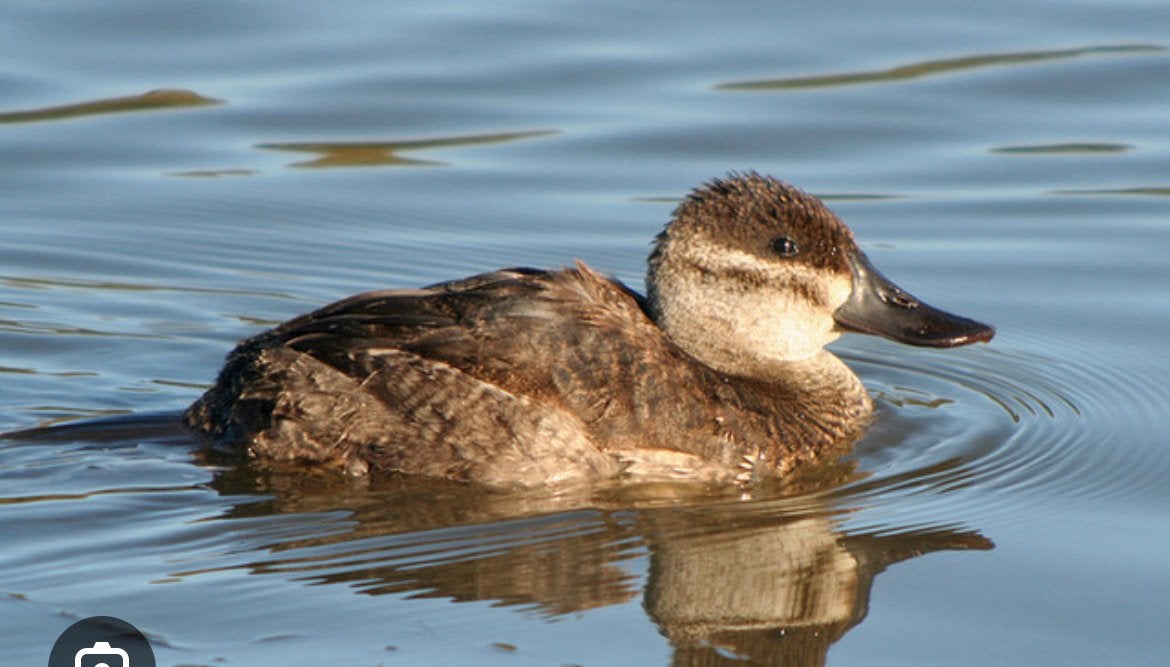 Gezocht Stekelstaart eenden siereenden ruddy duck, Meerdere dieren, Eend