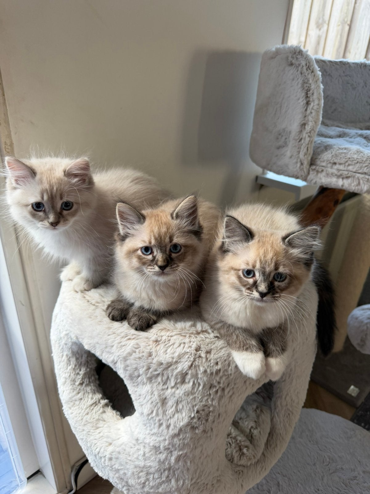 Kittens Neva Masquerade X Ragdoll (klaar om te verhuizen!), Meerdere dieren
