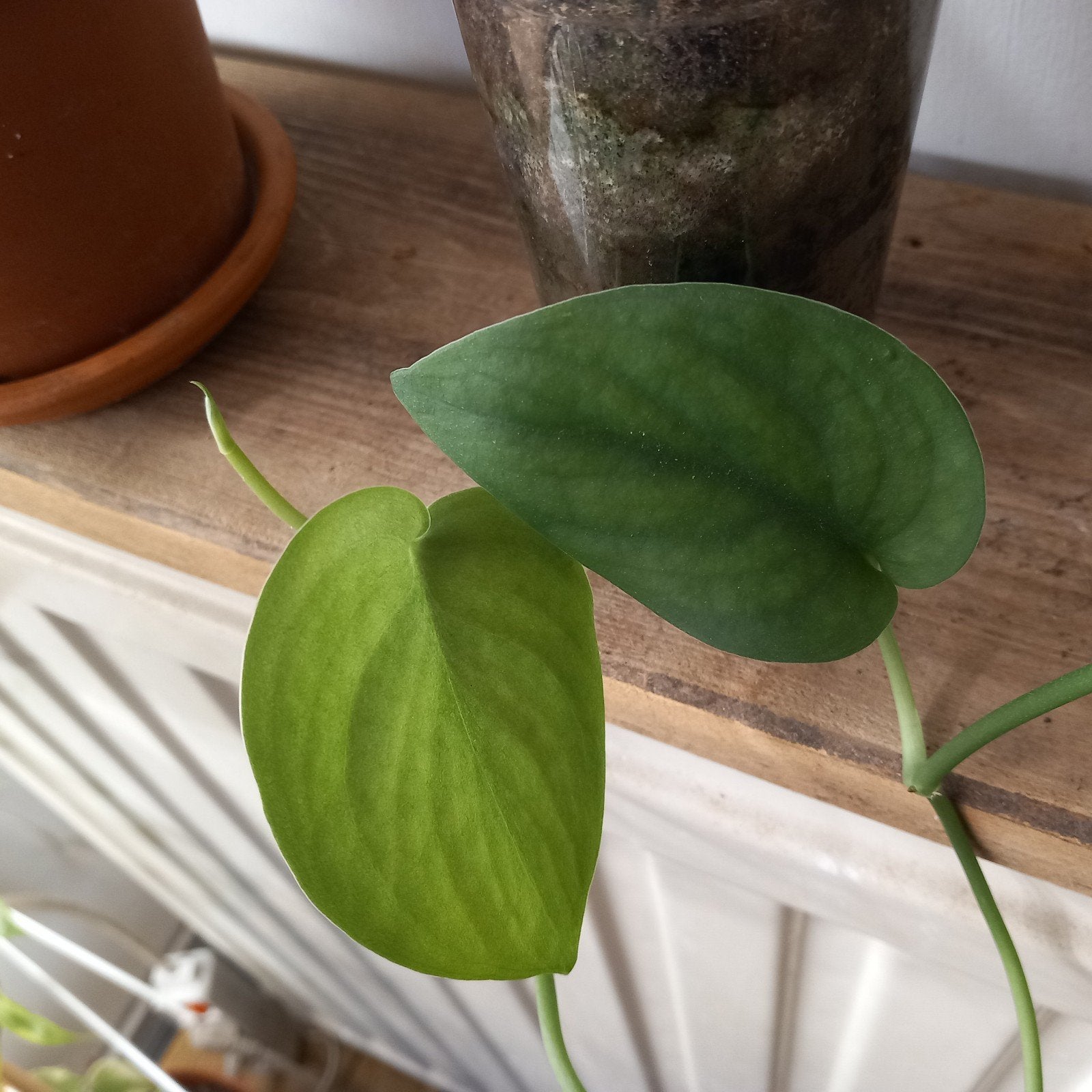 scindapsus jade satin stek nr 65, Ophalen of Verzenden, Halfschaduw, Minder dan 100 cm