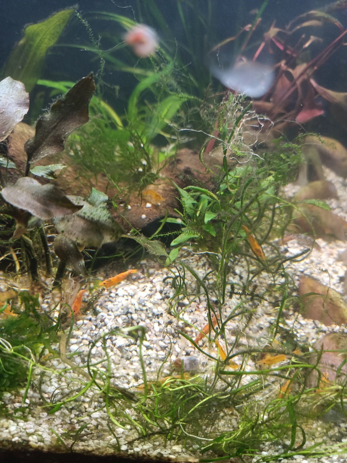 Neocaridina Orange, oranje garnalen, Dieren en Toebehoren, Vissen | Aquariumvissen, Kreeft, Krab of Garnaal