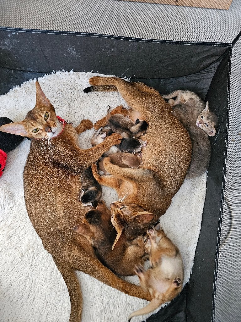 Abessijn kittens, 0 tot 2 jaar