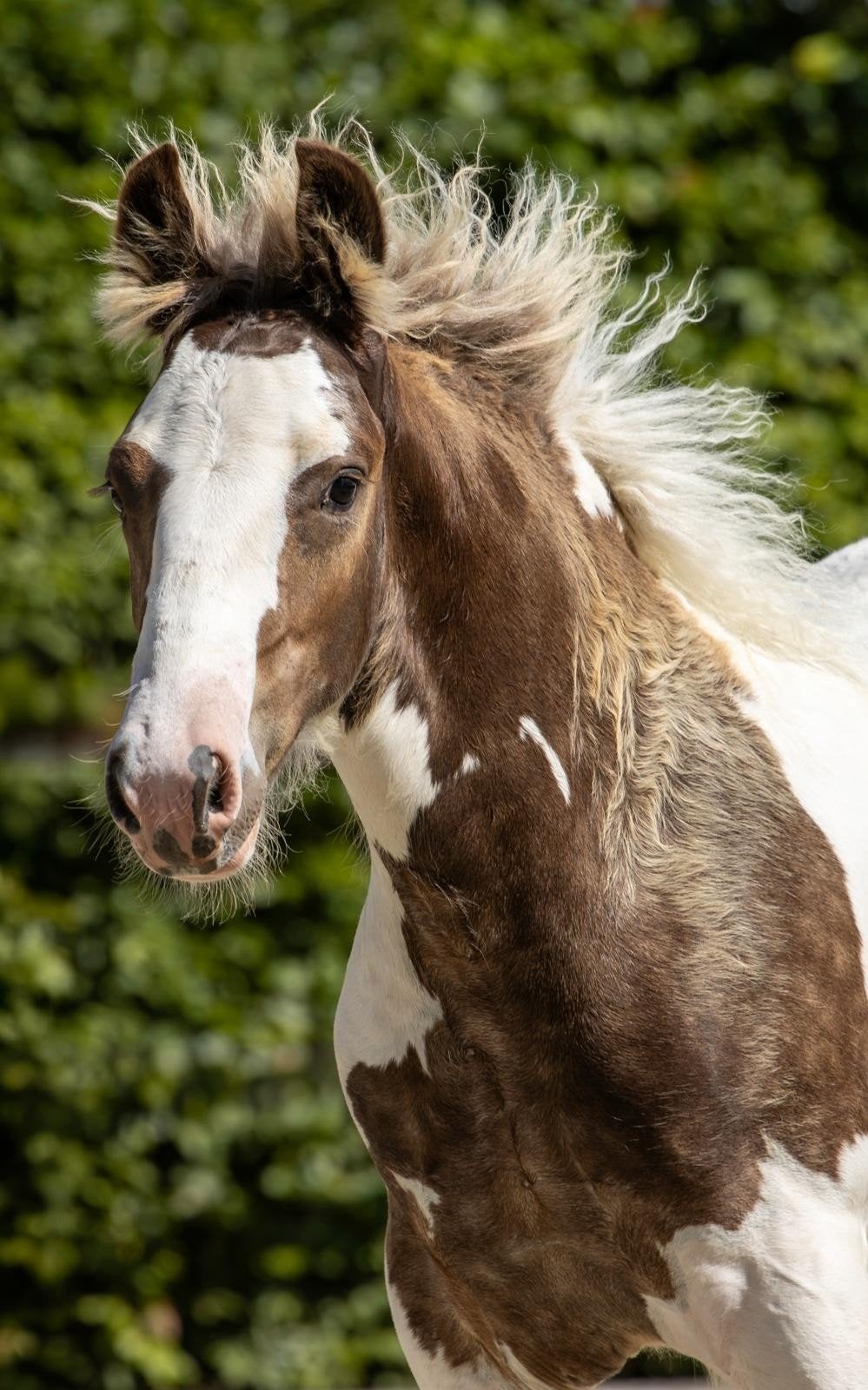 Tinker veulen te koop, Met stamboom, Niet van toepassing, 0 tot 2 jaar, Hengst
