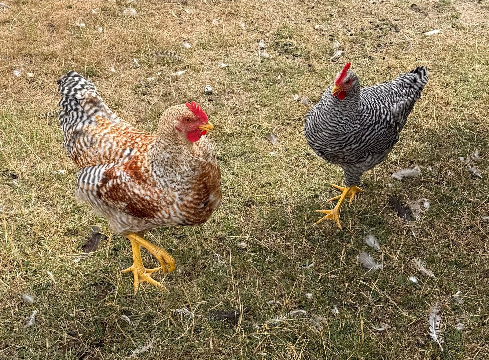 Jonge hanen, Bielefelder groot en Amrock, Dieren en Toebehoren, Pluimvee, Mannelijk, Kip