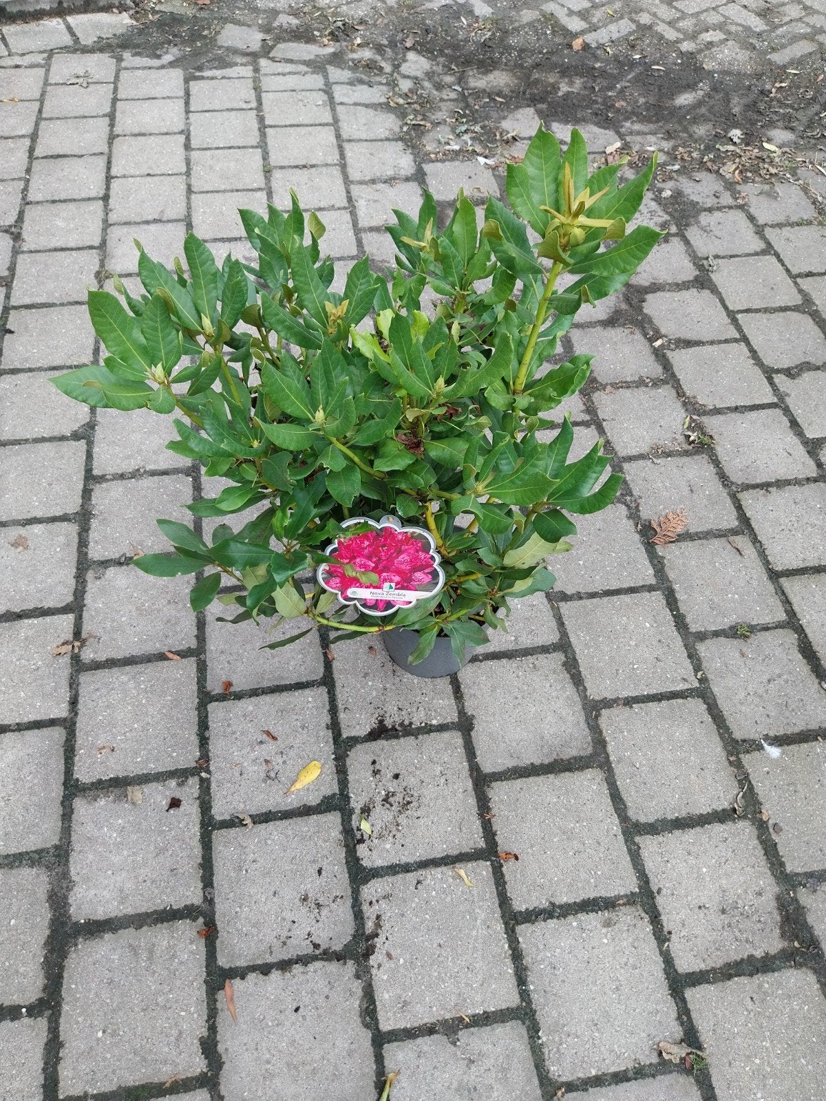 Rhododendron 'Nova Zembla' - Prachtige Rode Bloemen, Ophalen, Overige soorten, Halfschaduw