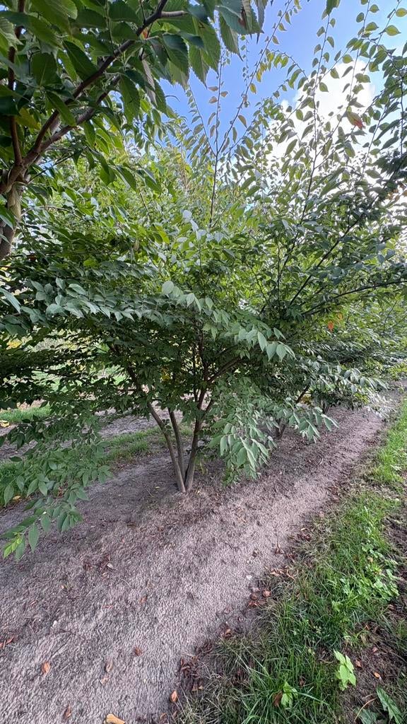 Zelkova serrata | meerstammige bomen, Ophalen of Verzenden, Volle zon, Overige soorten