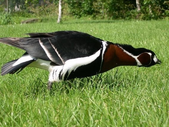 Roodhalsgans teelbaar., Dieren en Toebehoren, Pluimvee, Mannelijk, Gans of Zwaan