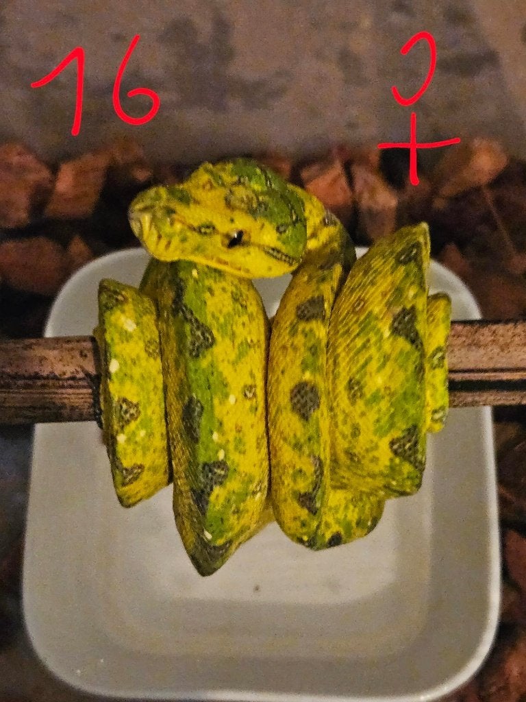 reservation pourSnakeday  Morelia viridis biak 04.10 Green Tree Python photo 6