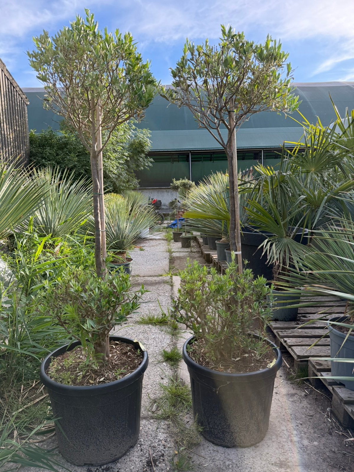 Olijfboom 2 bollen - actie, Tuin en Terras, Planten | Bomen, Volle zon, Ophalen of Verzenden, 100 tot 250 cm, Olijfboom