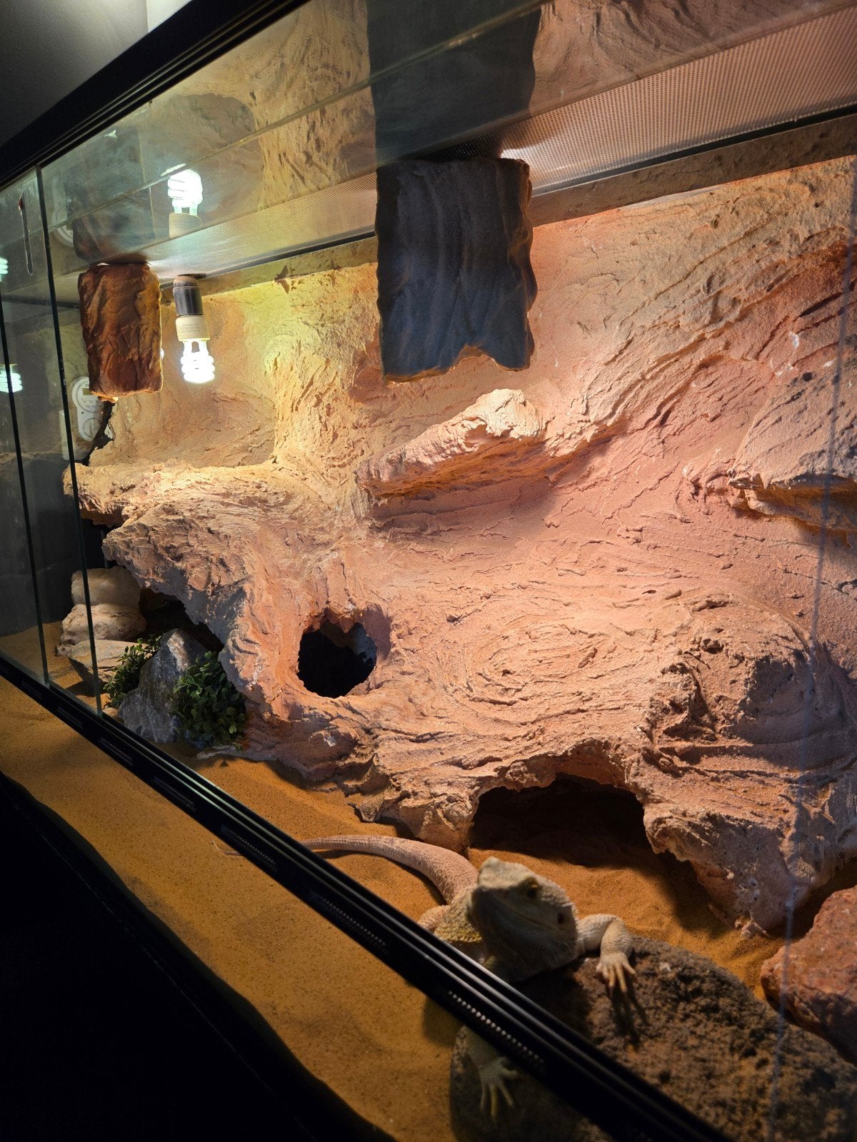 Baardagaam Man Met Terrarium En Terrariumkast Bearded Dragon photo 2