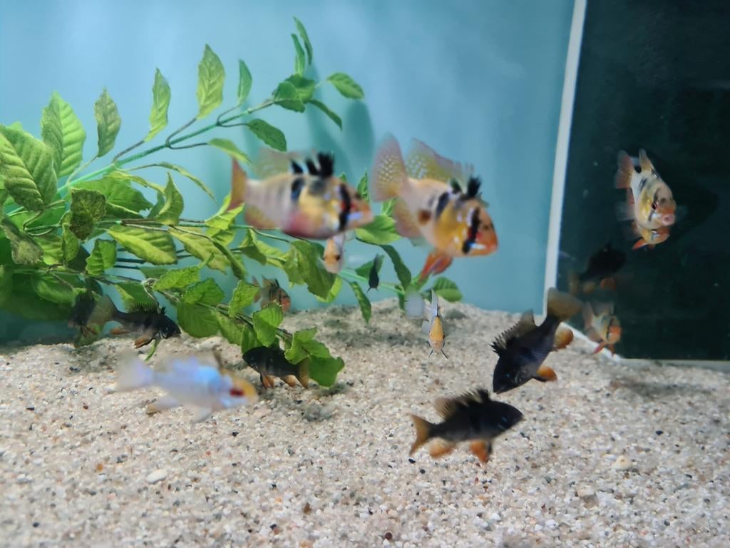 Mikrogeophagus Ramirezi Black, dwergcichliden, Dieren en Toebehoren, Vissen | Aquariumvissen, Vis, Zoetwatervis