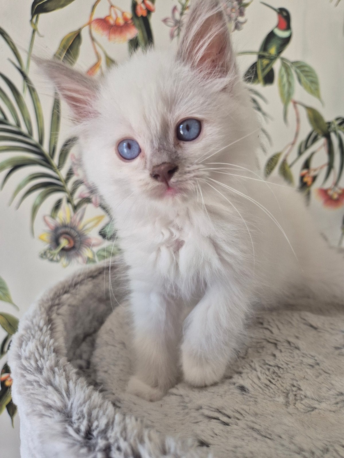 Ragdoll x brits langhaar, lilacpoint katertjes, Dieren en Toebehoren, Katten en Kittens | Raskatten | Langhaar, Meerdere dieren