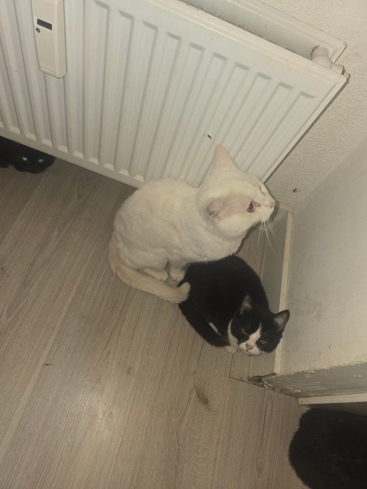 groningen, Meerdere dieren, Kortharig, 0 tot 2 jaar
