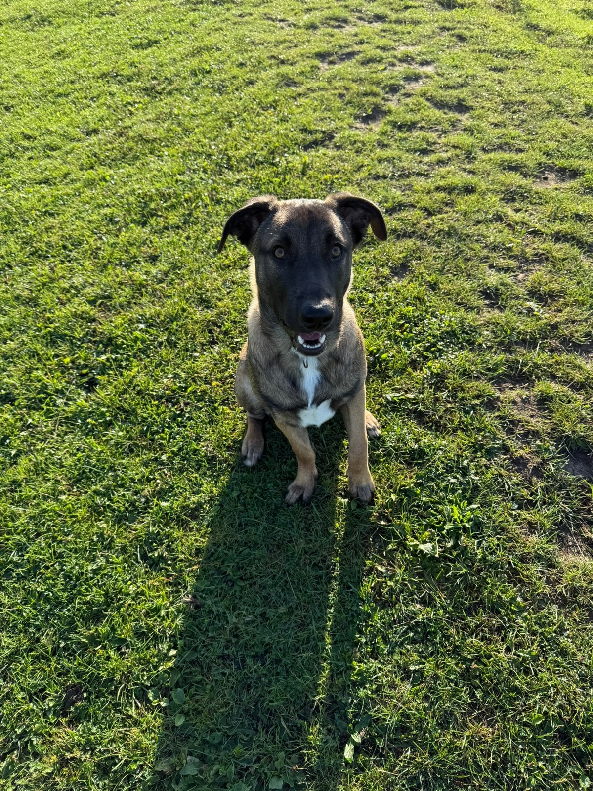 Baasje gezocht, Dieren en Toebehoren, Honden | Niet-rashonden, Reu, 1 tot 2 jaar, Parvo, Eén hond