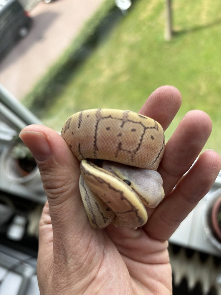 0.1 Koningspython Super Blast (possible) DG Ball Python photo 2