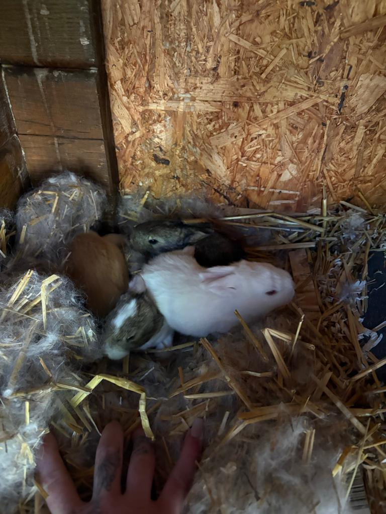 Vlaamse/duitse reus, Dieren en Toebehoren, Pluimvee, Meerdere dieren, Overige soorten