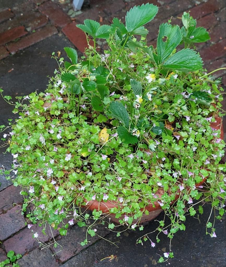 Aardbeienplanten in fraai begroeide pot, Tuin en Terras, Planten | Tuinplanten, Ophalen, Vaste plant, Volle zon
