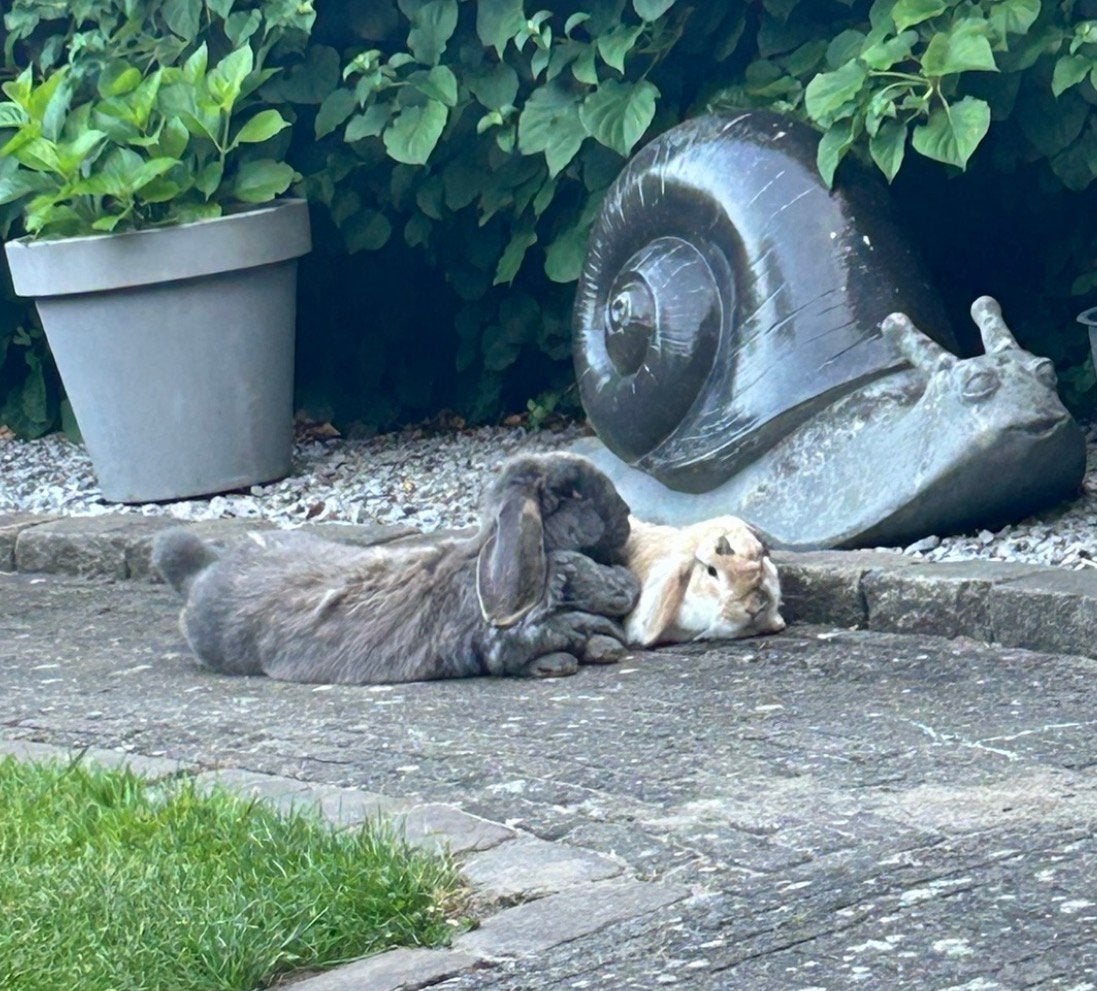 Lief stel, Mannelijk, Groot, Hangoor