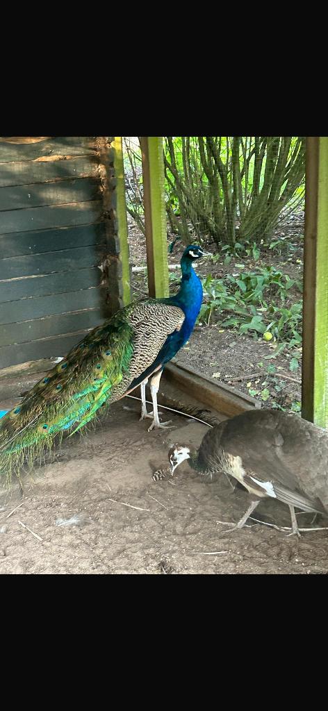 Pauwen koppel te koop, Dieren en Toebehoren, Meerdere dieren, Overige soorten