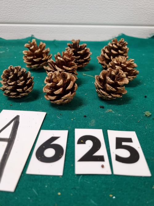 -Dennenappels goud randje 8 stuks , [a625], Ophalen of Verzenden, 'T Olde Gre-j, Info@toldegrej.nl, Endepoelstraat 20f Didam