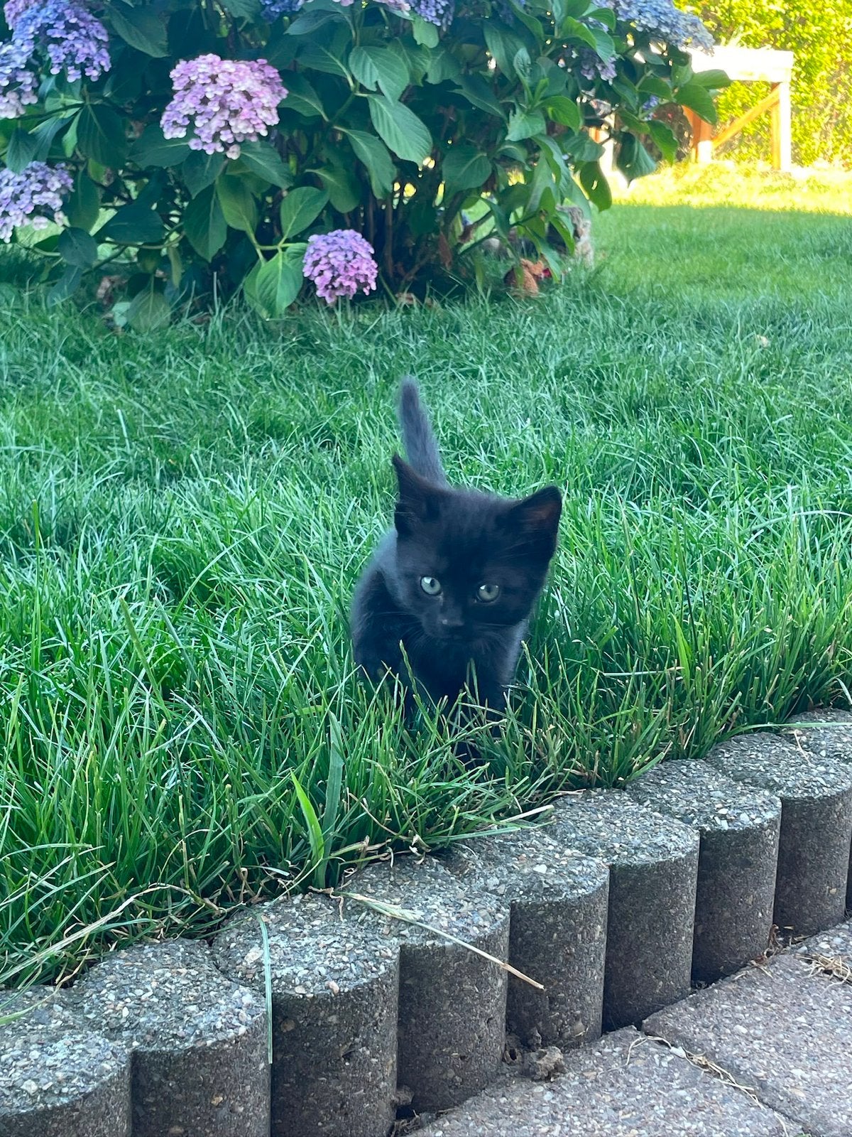 Kittens 2 months old