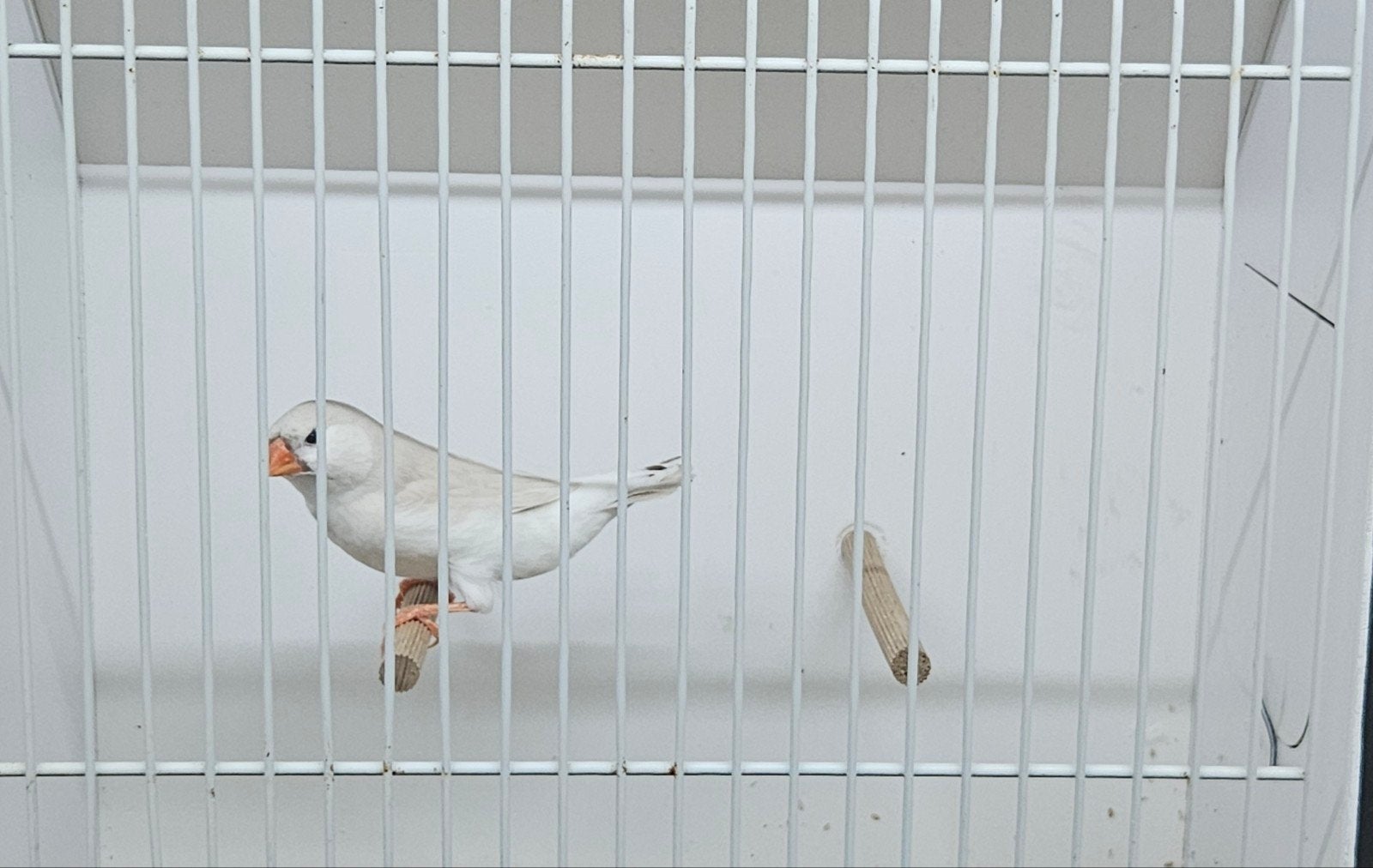 Zwartborst masker grijs pop. 2026, Dieren en Toebehoren, Vogels | Overige Vogels, Vrouwelijk