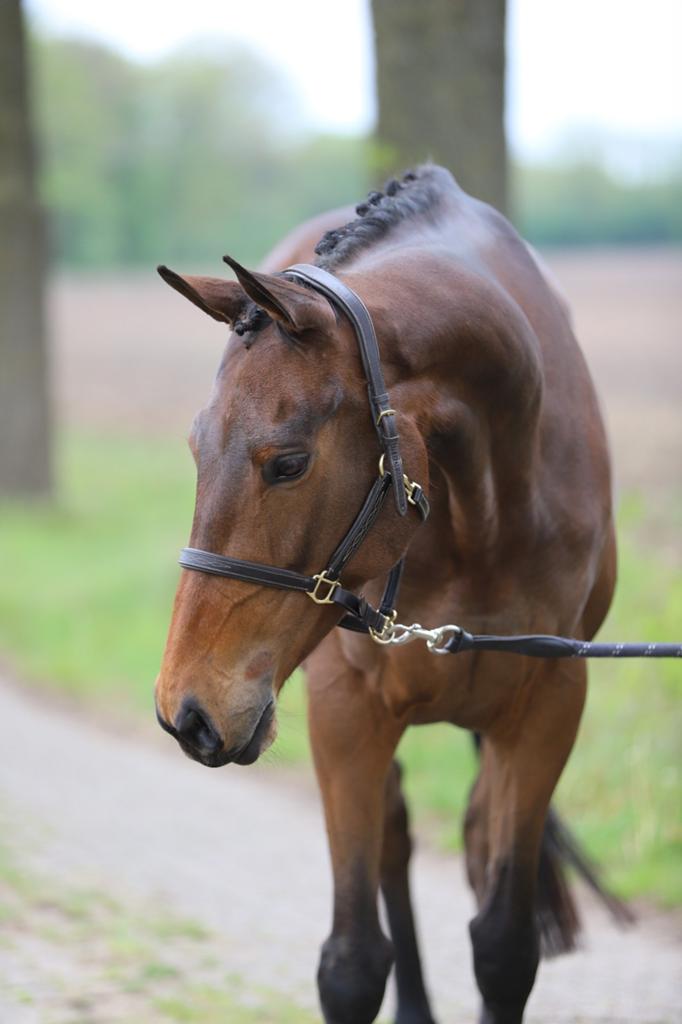 Recreatie paard, Dieren en Toebehoren, Merrie, 160 tot 165 cm, Recreatiepaard, 3 tot 6 jaar